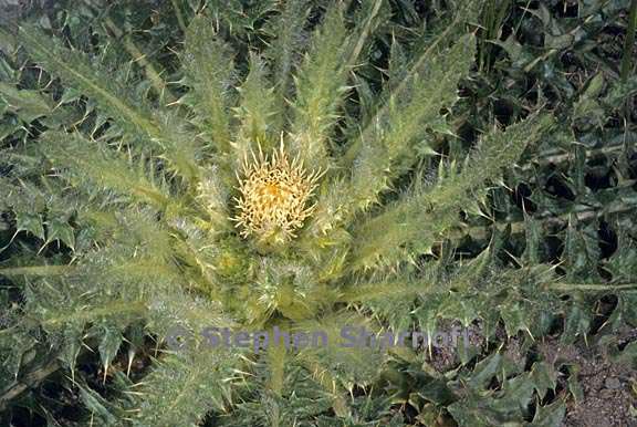 cirsium scariosum 2 graphic